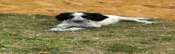 Cocker Spaniel dogs for sale: Spaniel pups  - Advert 10