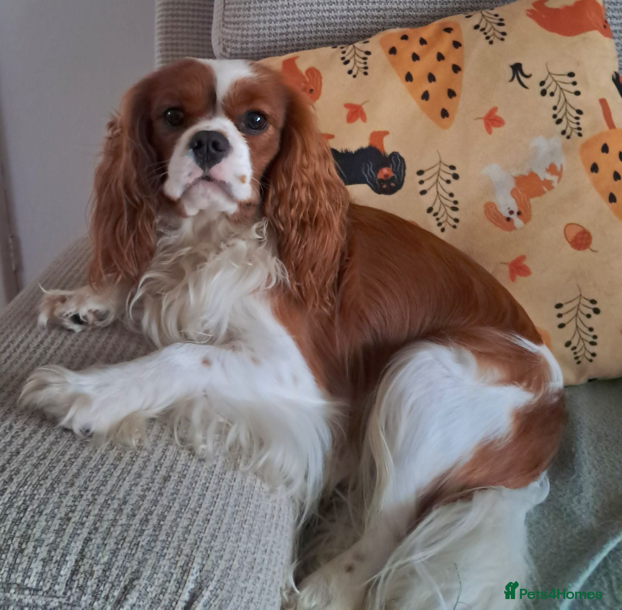 Cavalier King Charles Spaniel dogs Health Tested CKCS for stud! - Advert 1