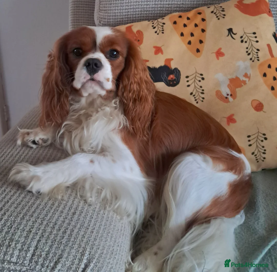 Cavalier King Charles Spaniel dogs for stud: Health Tested CKCS for stud! - Advert 1