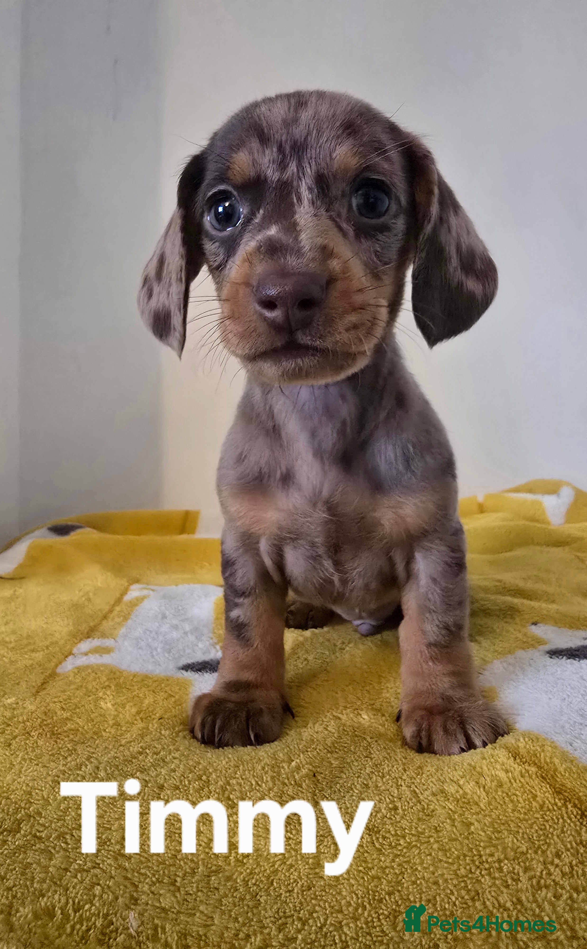 Dachshund dogs Beautiful  Dachshund Puppies  - Advert 18