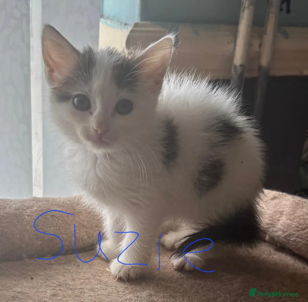 Mixed Breed cats for sale: Domestic shorthair kittens for sale - Advert 4
