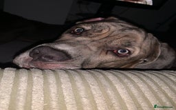 Mixed Breed dogs for sale: This is duke - Image 1