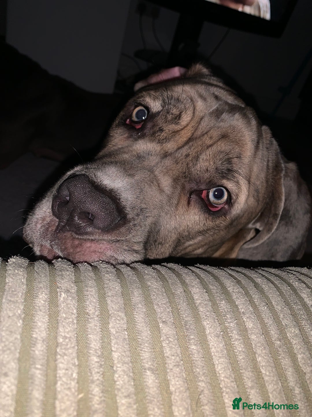 Mixed Breed dogs for sale: This is duke - Image 1