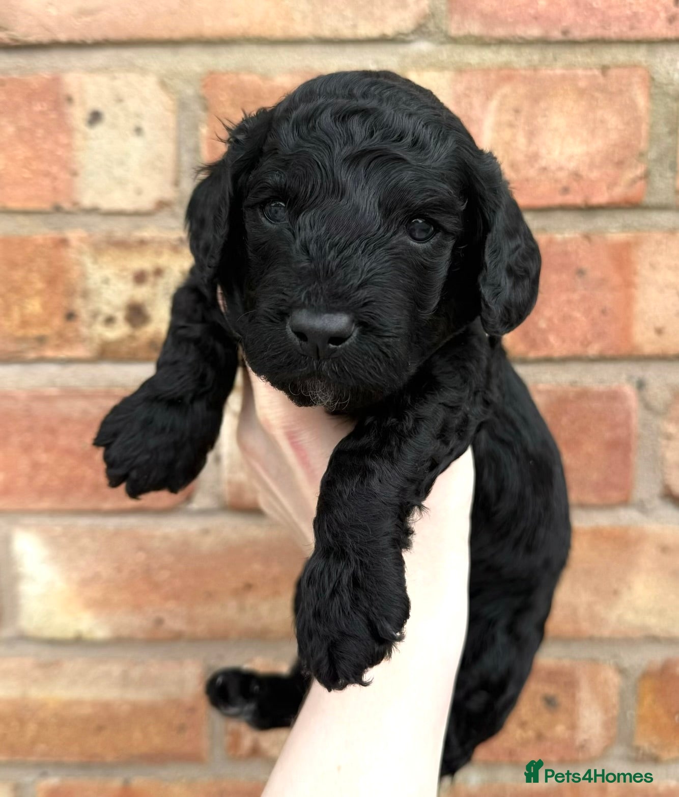 Cockapoo dogs 6 beautiful miniature cockapoos  - Advert 9