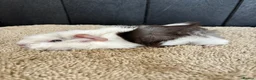 Guinea Pig rodents for sale: Stunning baby guinea pigs  - Advert 24
