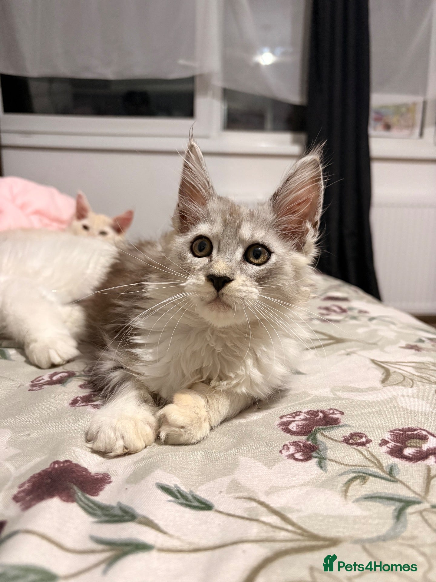 Maine Coon cats 🐾✨ MAJESTIC MAINE COON KITTENS ✨🐾 - Advert 2