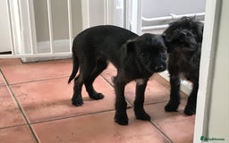 Mixed Breed dogs for sale: Bedlington whippet Italian grayhound x  - Advert 14