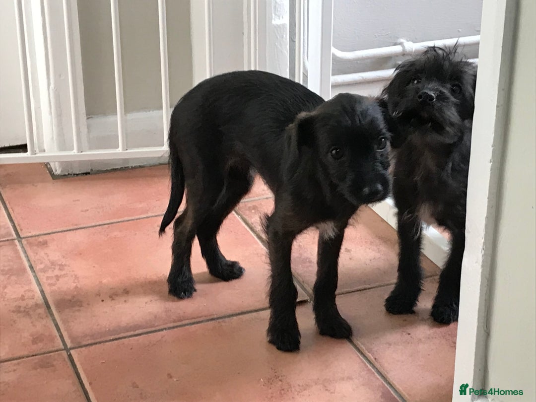 Mixed Breed dogs for sale: Bedlington whippet Italian grayhound x  - Advert 14