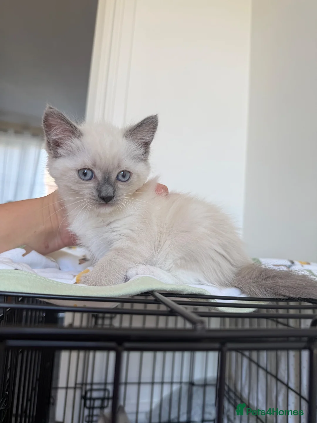 Ragdoll cats for sale: Ragdoll x kittens for sale  in Bristol - Advert 17