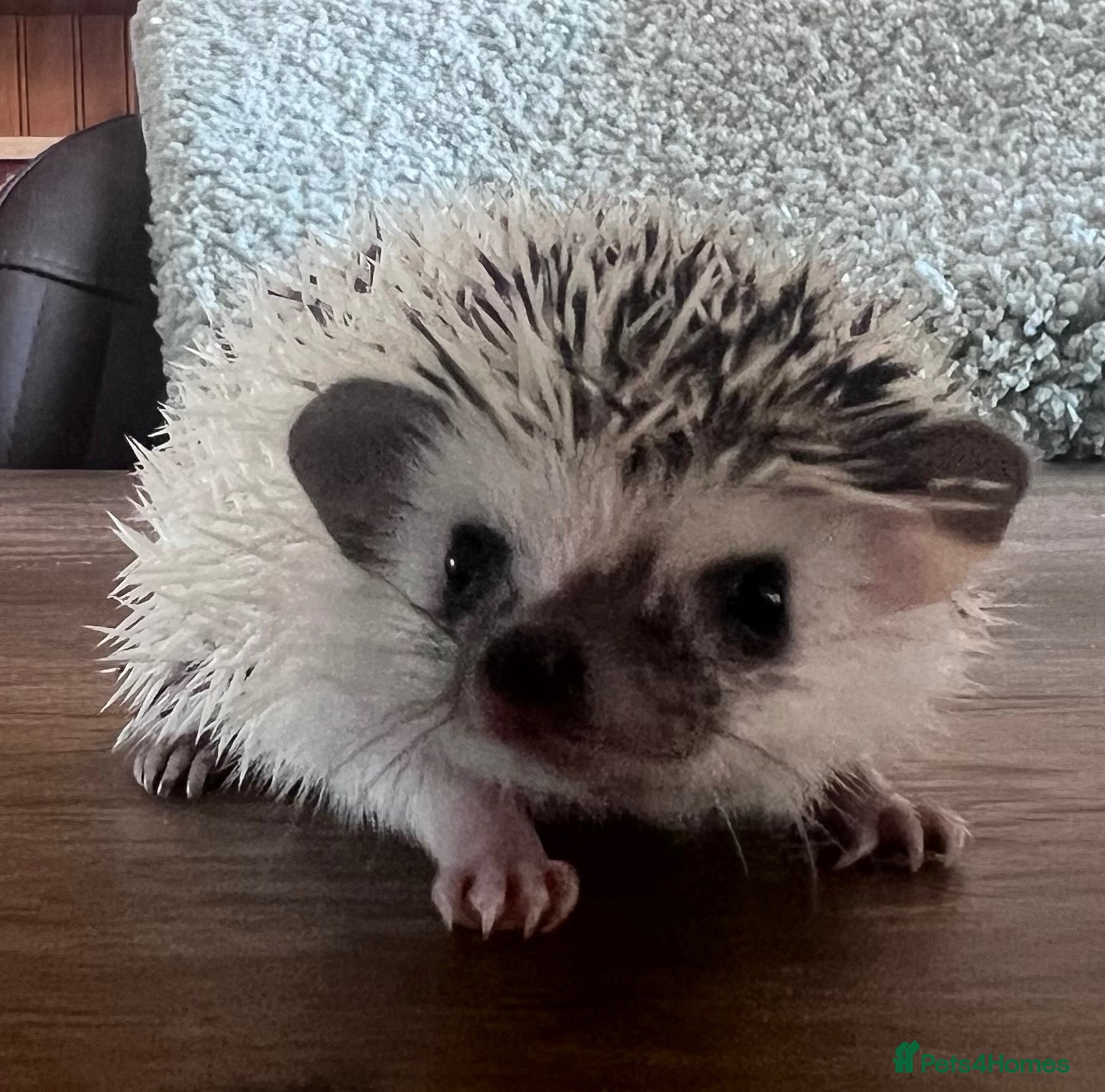 Pygmy Hedgehog rodents African Pygmy hedgehog hoglets  - Advert 9