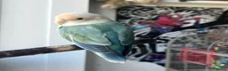 Parrots birds for sale: Lovable Parrots Ready for Caring Homes in Hornchurch - Advert 6