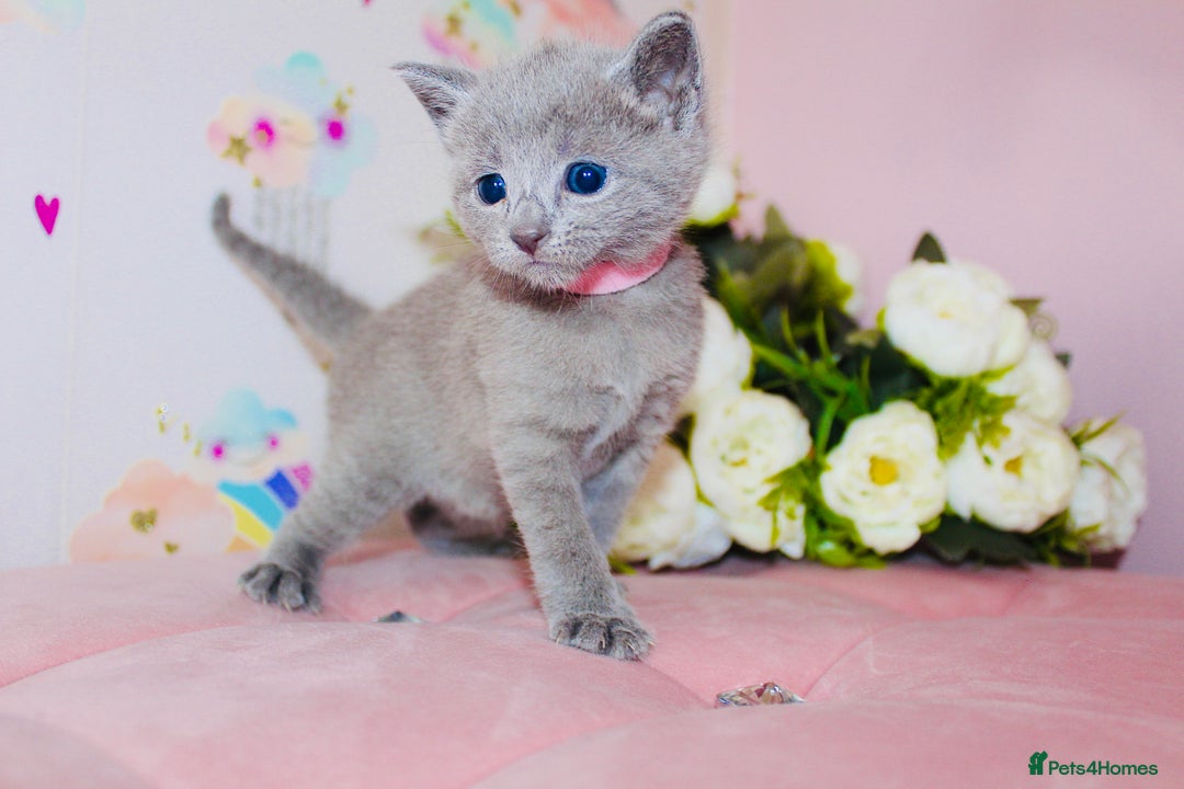 Russian Blue cats for sale: *TOP* Quality TICA GCCF Russsian Blue Kittens - Image 5