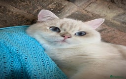 British Shorthair cats for stud: Stuning golden colourpoint \ Russian import stud  - Image 4