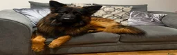 German Shepherd dogs for sale: Enzo  - Advert 2