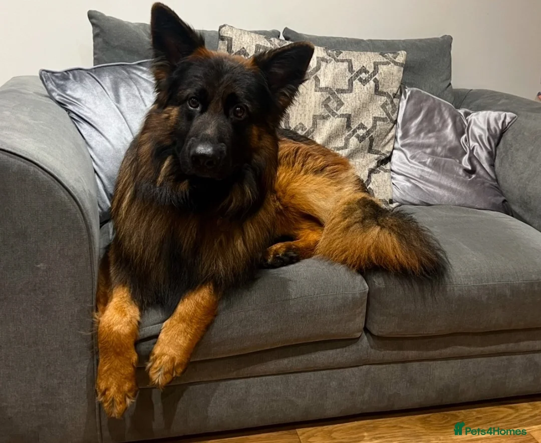 German Shepherd dogs for sale: Enzo  - Advert 2