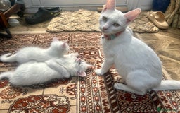 Turkish Angora cats for sale: Two beautiful Turkish Angora kittens  in Cambridge - Image 5