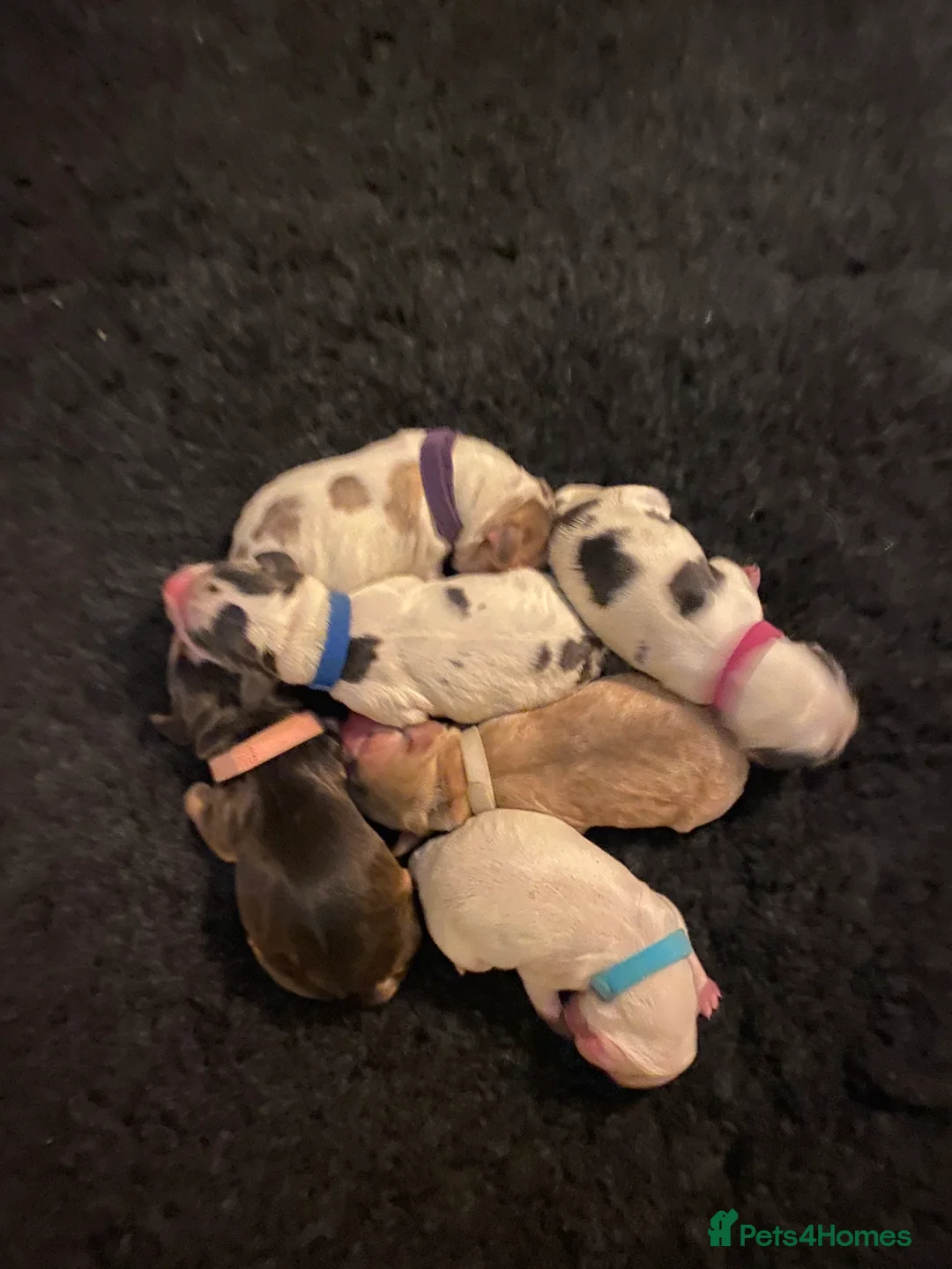 Cocker Spaniel dogs for sale: Stunning Litter of Show Cocker Spaniels  - Advert 6