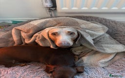 Miniature Dachshund dogs for sale: Loving Pair of Mini Dachshunds 🐶 🐶  - Image 8