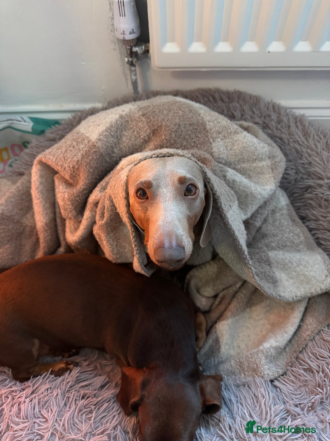 Miniature Dachshund dogs for sale: Loving Pair of Mini Dachshunds 🐶 🐶  - Image 8