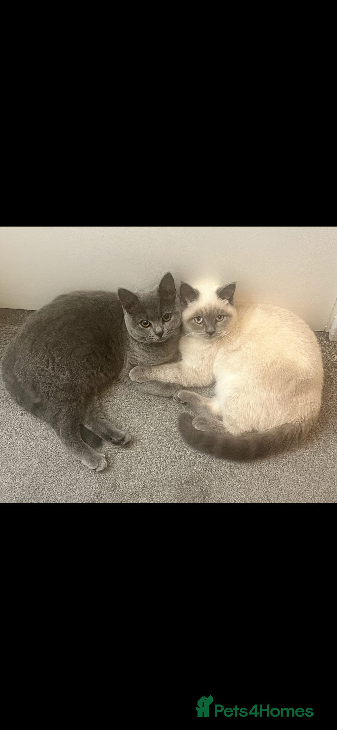 British Shorthair cats for sale: Two British short hair cats for sale - Image 11