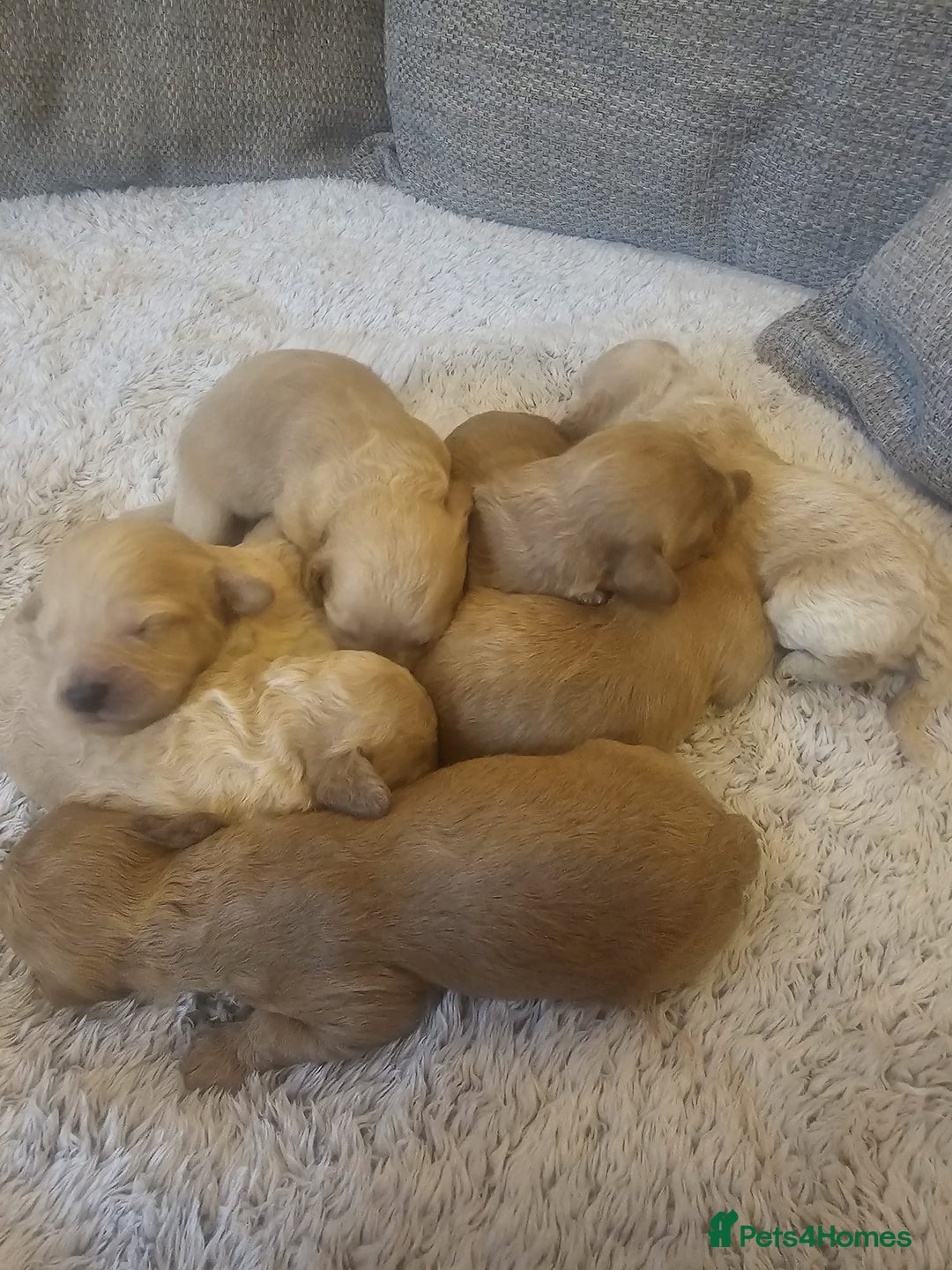 Mixed Breed dogs for sale: Cavachon Puppies for Sale  - Image 4