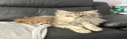 Maine Coon cats for sale: Beautiful and playful half Maine coon kittens  in Derby - Advert 16