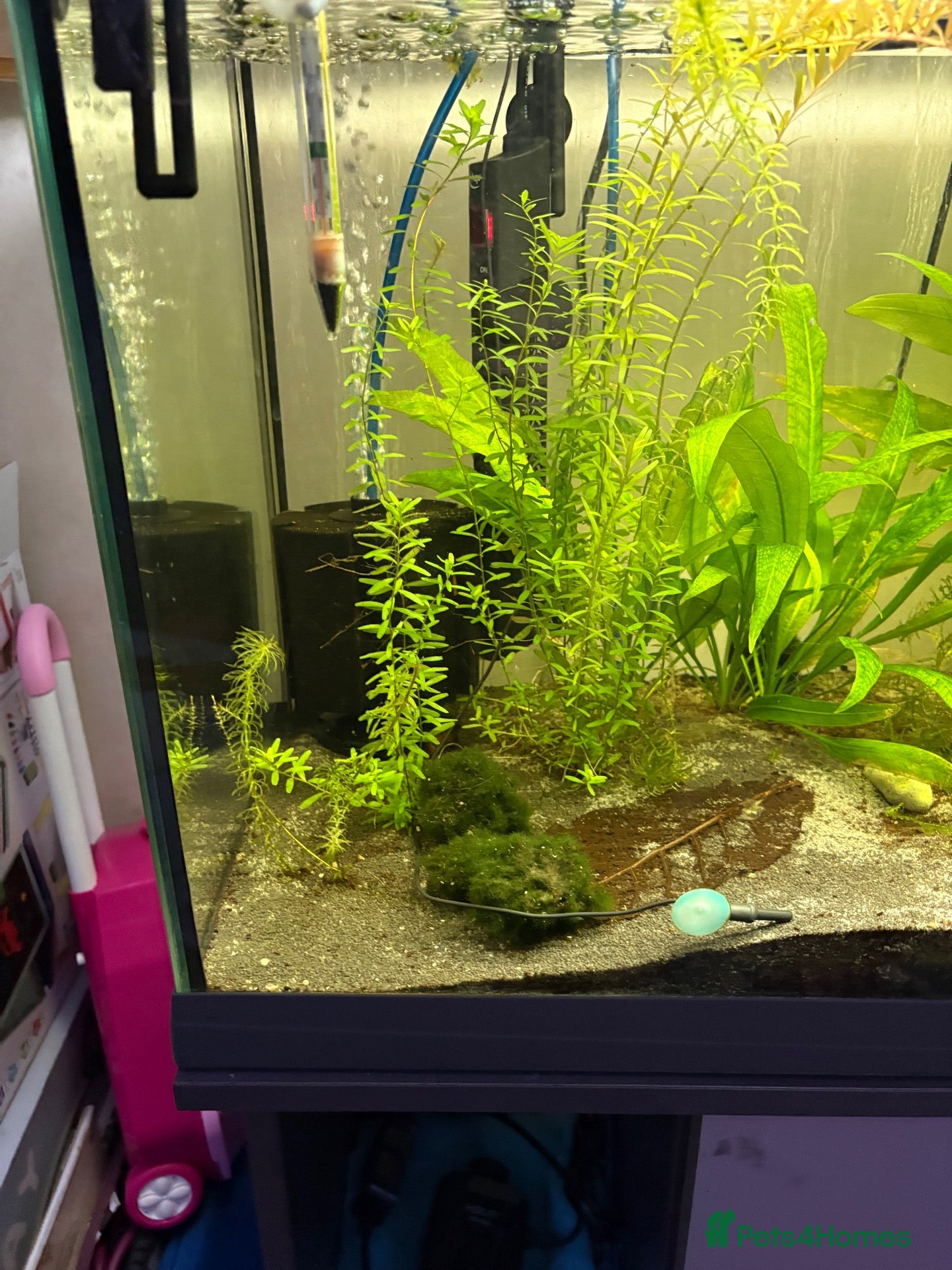 Mixed Breed invertebrates 120l tank cabinet and 8 shrimp  - Advert 2