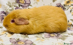 Guinea Pig rodents for sale: Pair of adult retired breeding females  - Image 1