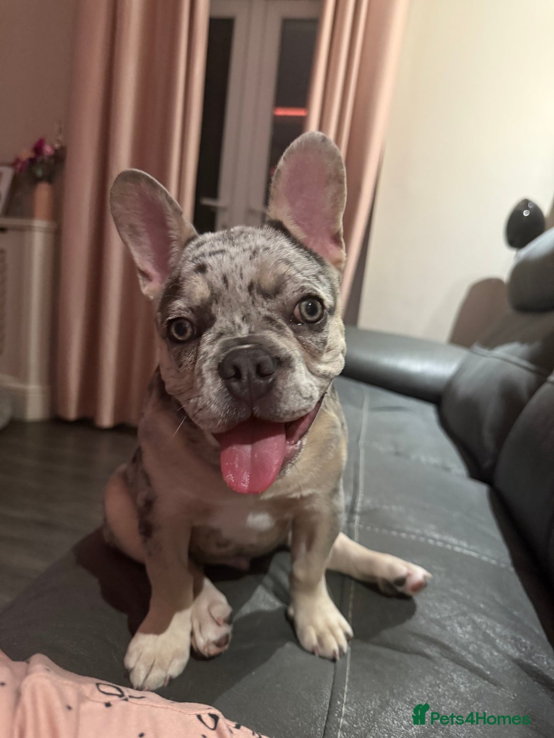 French Bulldog dogs for sale: 9 month old male frenchie - Image 2