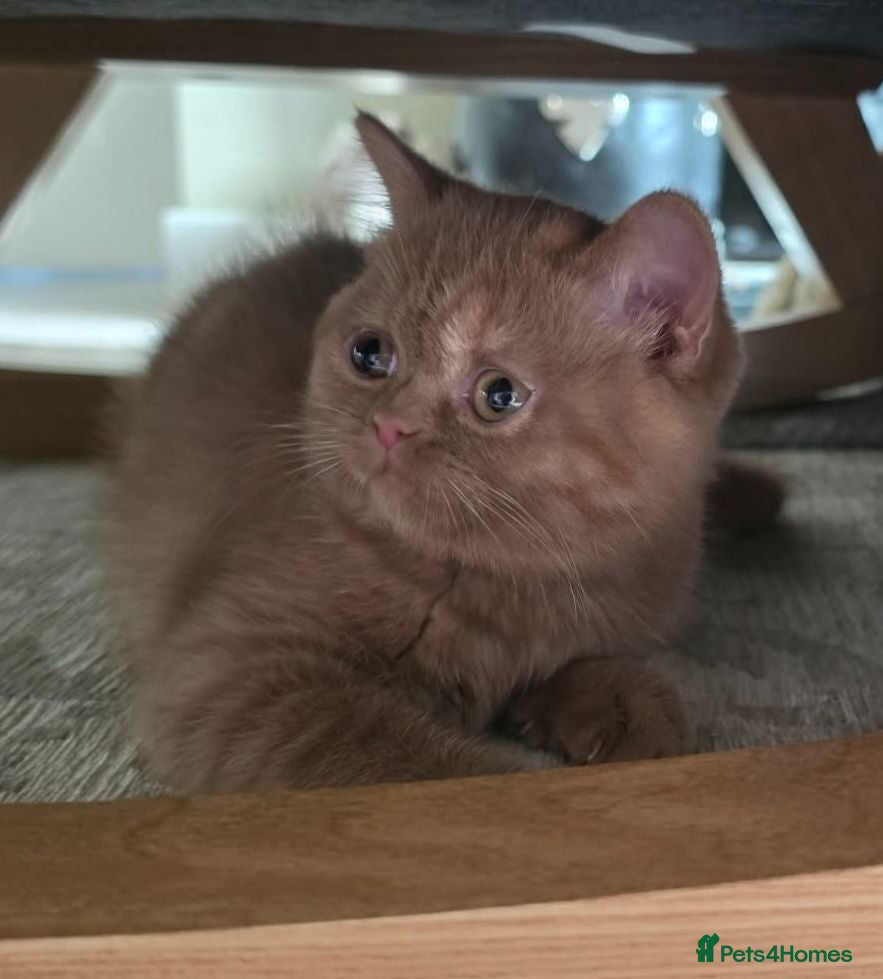 British Shorthair cats GCCF BSH champion parents cinnamon female - Advert 2