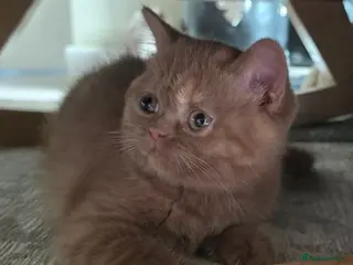 British Shorthair cats GCCF BSH champion parents cinnamon female - Advert 2