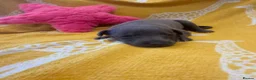 Whippet dogs for sale: Stunning kc reg blue whippet pups  - Advert 18