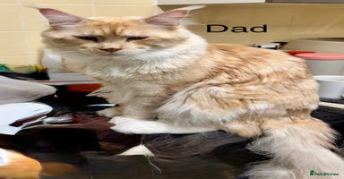 Maine Coon cats Pedigree Main Coon kittens 2boys/1queen available. - Advert 6