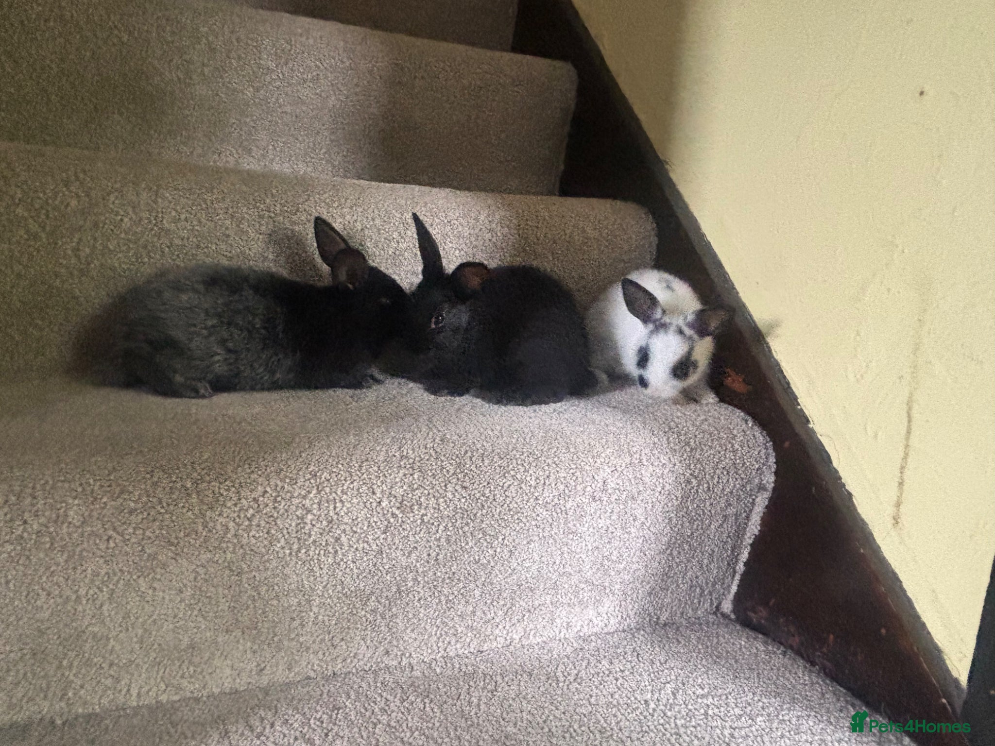 Mixed Breed rabbits Bunnies for Sale  - Advert 2