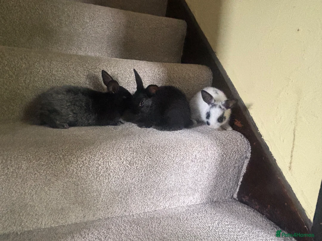 Mixed Breed rabbits for sale: Bunnies for Sale  - Advert 2