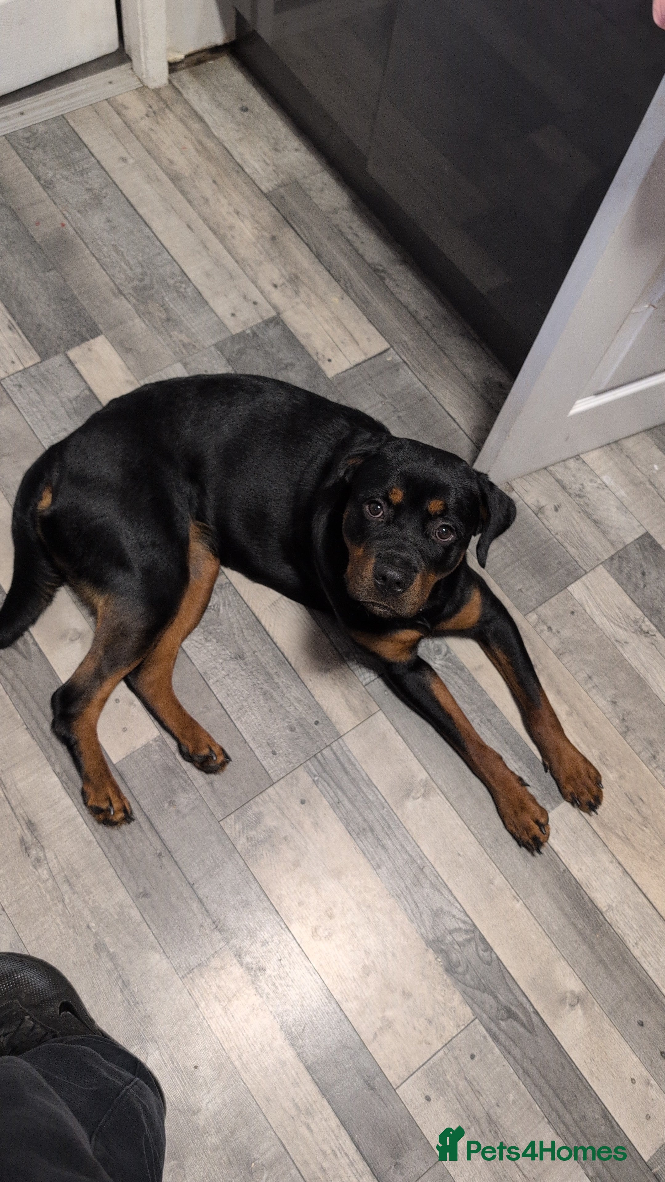 Rottweiler dogs Female 1 year old rottweiler  - Advert 4