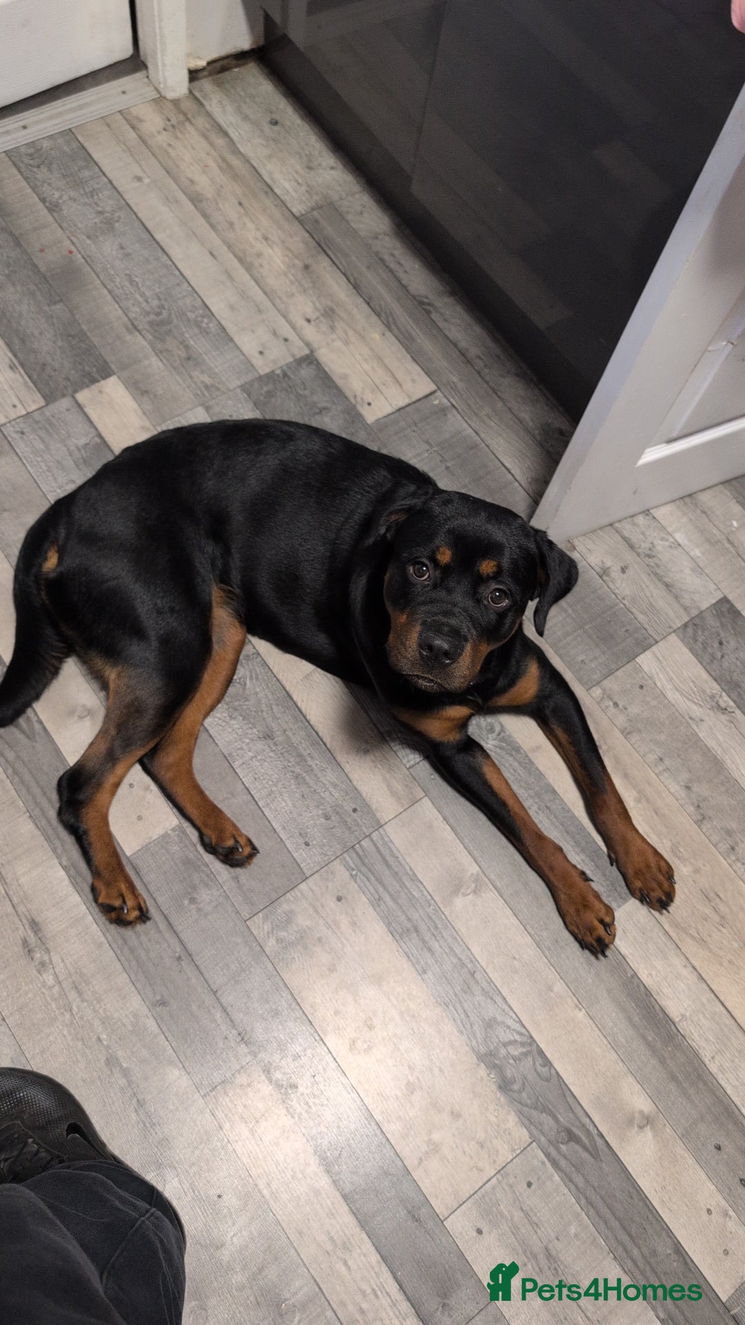 Rottweiler dogs for sale: Female 1 year old rottweiler  - Advert 1
