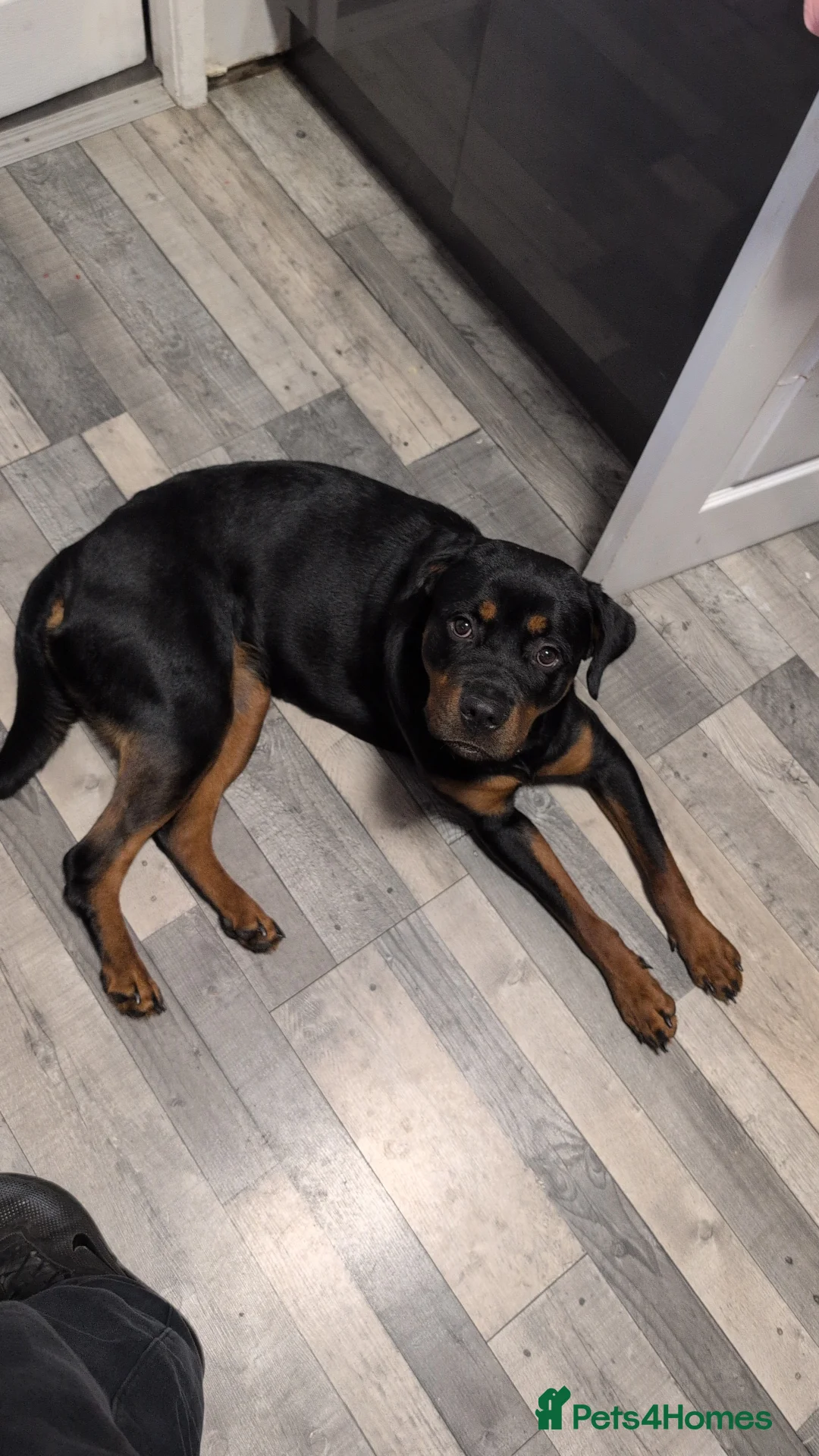 Rottweiler dogs for sale: Female 1 year old rottweiler  - Advert 1