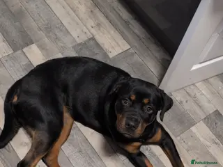 Rottweiler dogs Female 1 year old rottweiler - Advert 17