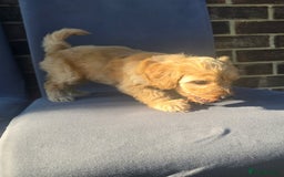 Cockapoo dogs for sale: Puppies  - Image 16