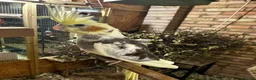 Cockatiels birds for sale: 10 weeks old beautiful cockatiel not tamed - Advert 10