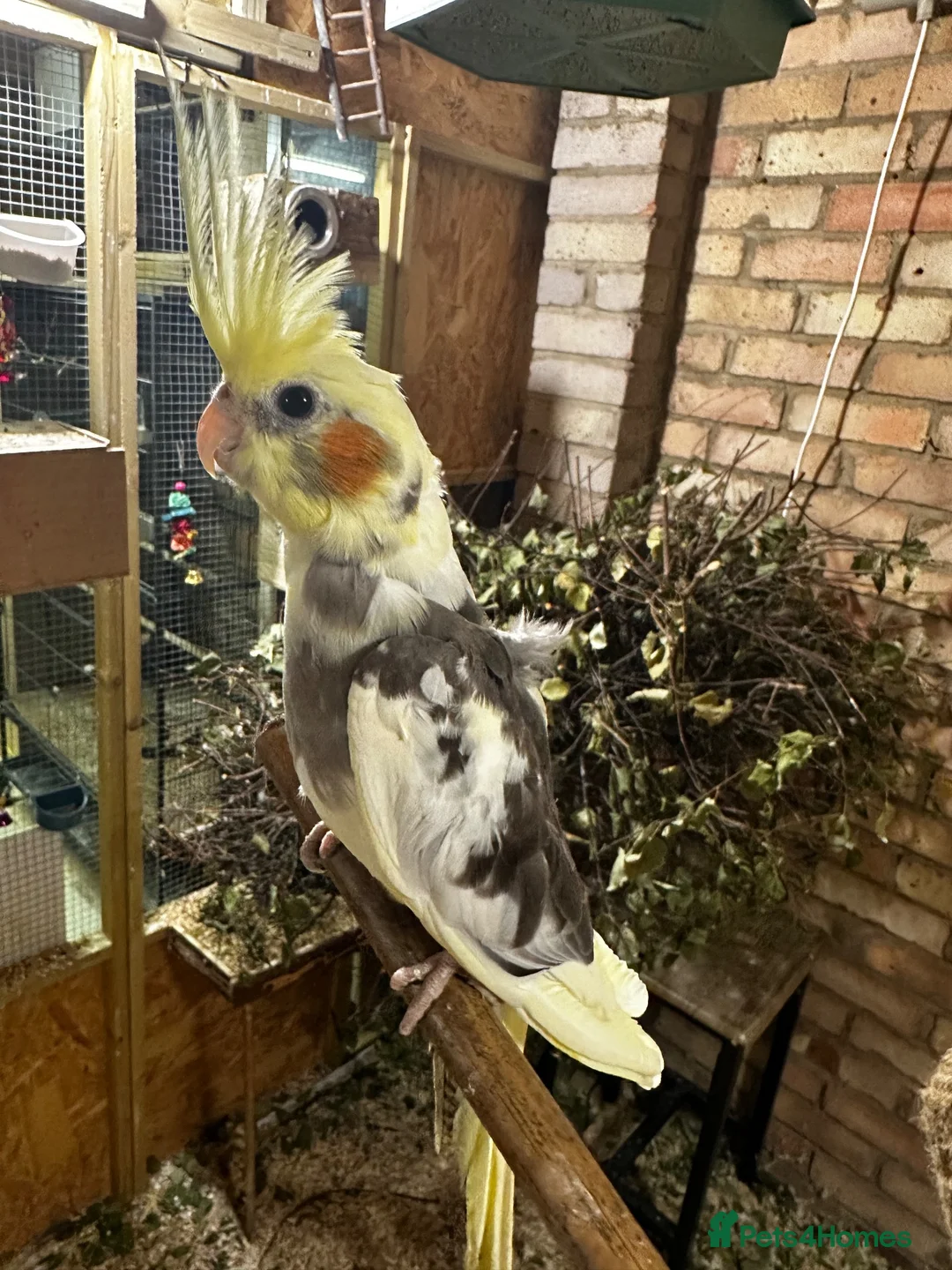 Cockatiels birds for sale: 10 weeks old beautiful cockatiel not tamed - Advert 10
