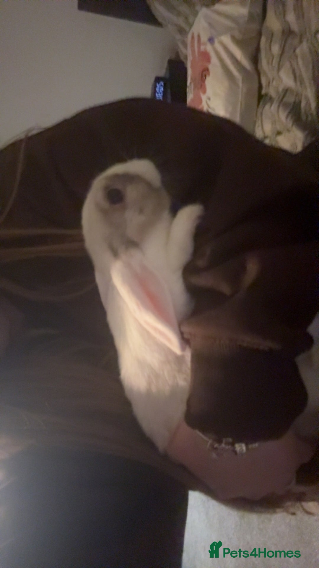 Mini Lop rabbits for sale: 2 rabbits for sale  - Advert 2