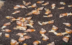 Snails invertebrates for sale: Achatina fulica sp. Jadatzi snails pairs only  - Image 2