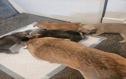 Mixed Breed dogs for sale: Mixed breed puppies  - Image 6