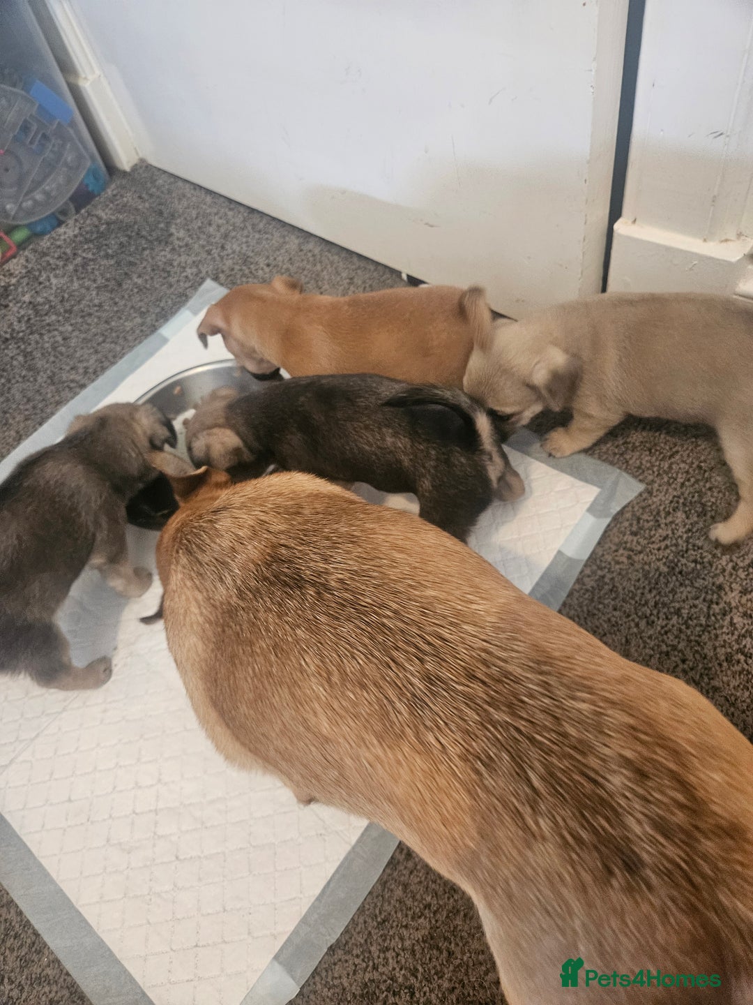 Mixed Breed dogs for sale: Mixed breed puppies  - Image 6