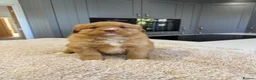 Nova Scotia Duck Tolling Retriever dogs for sale: Chunky adorable Nova Scotia puppies  - Advert 5