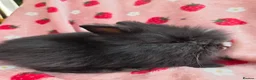 Lionhead rabbits for sale: Fluffy Teddy lion head x Angora ☆8weeks ready now - Advert 9