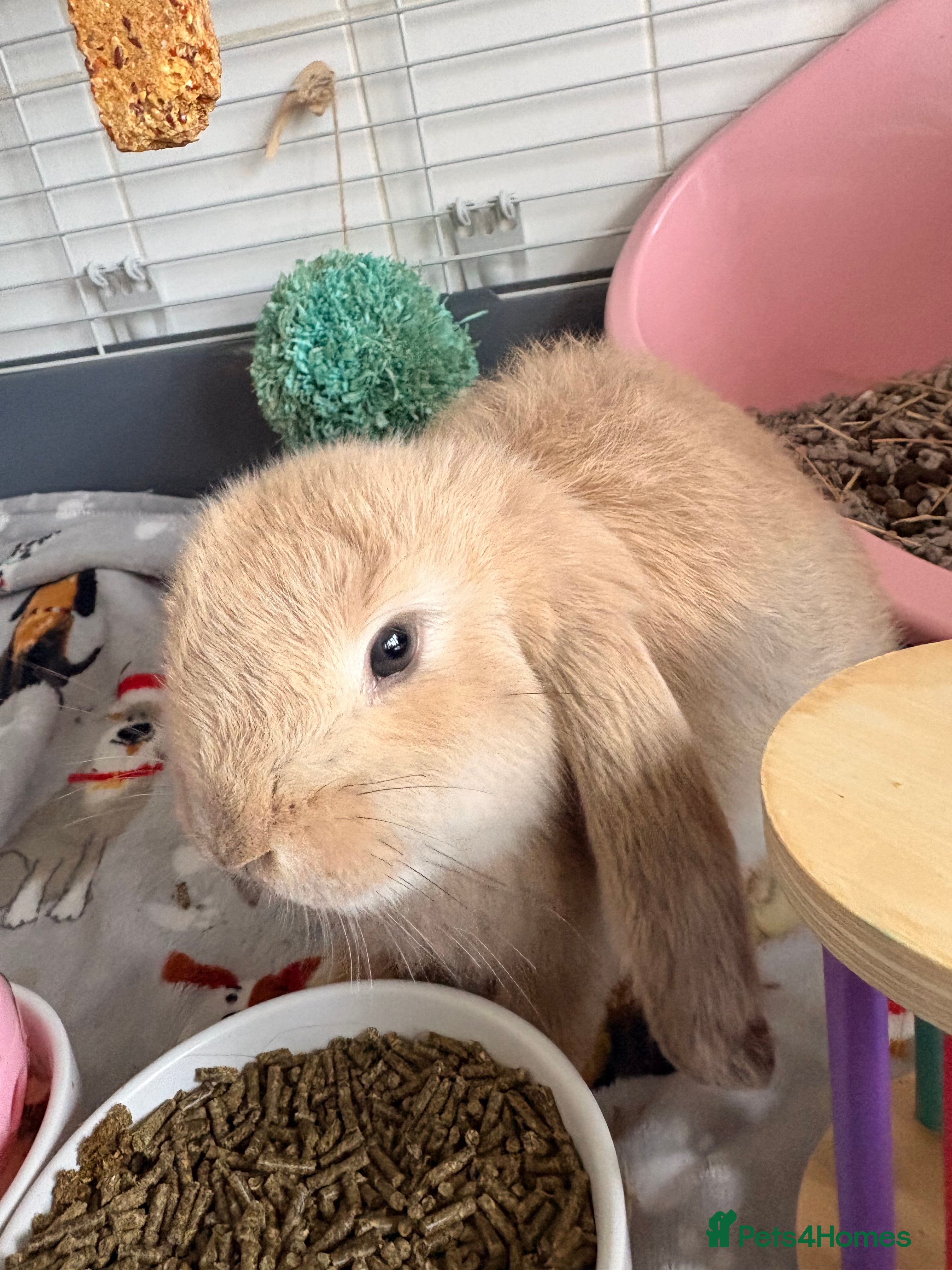 French Lop rabbits French lop for sale  - Advert 2