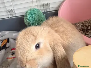 French Lop rabbits French lop for sale - Advert 2